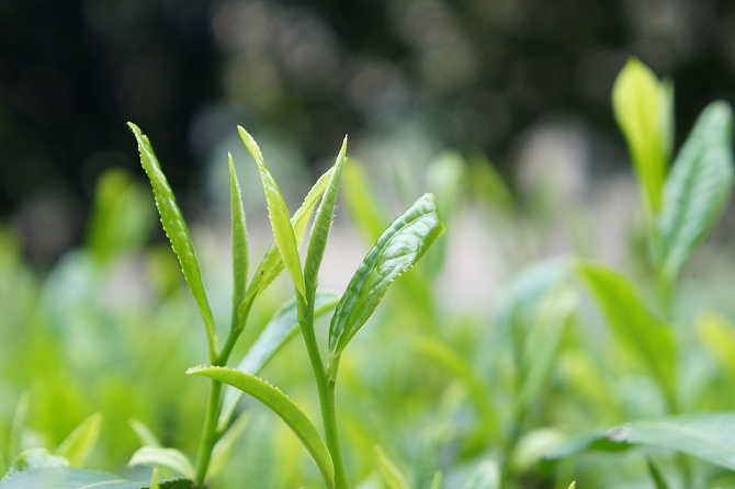 Green Tea Ingredients