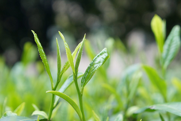 Green Tea Ingredients